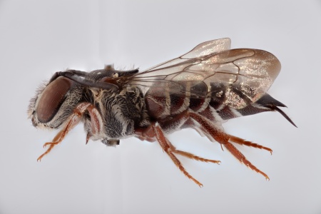 [Coelioxys bertonii female (lateral/side view) thumbnail]